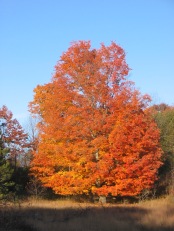 Sugar Maple in late October