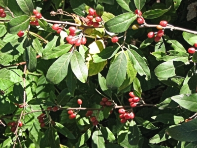 Invasive autumn olive, Elaeagnus umbellata Thunb.
