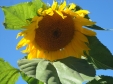 Russian Mammoth Sunflower 10' tall
