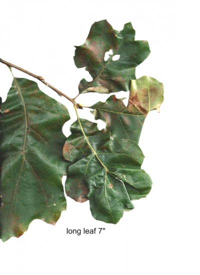 The Swamp white oak or Quercus bicolor