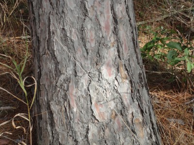 Red Pine bark